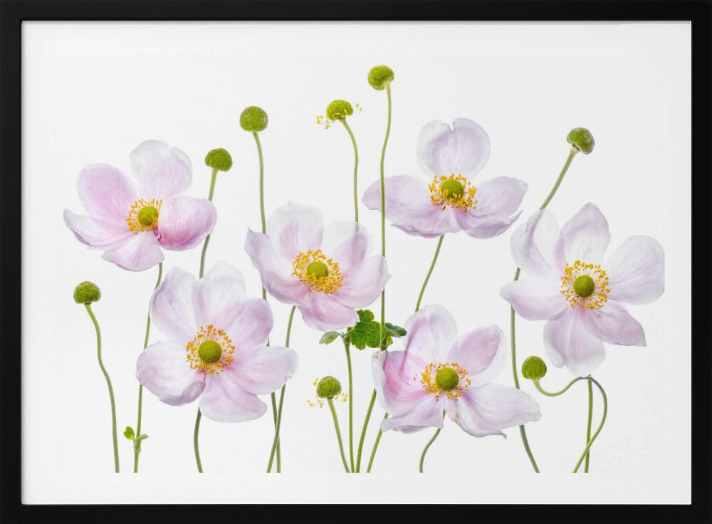 Japanse anemonen | Poster