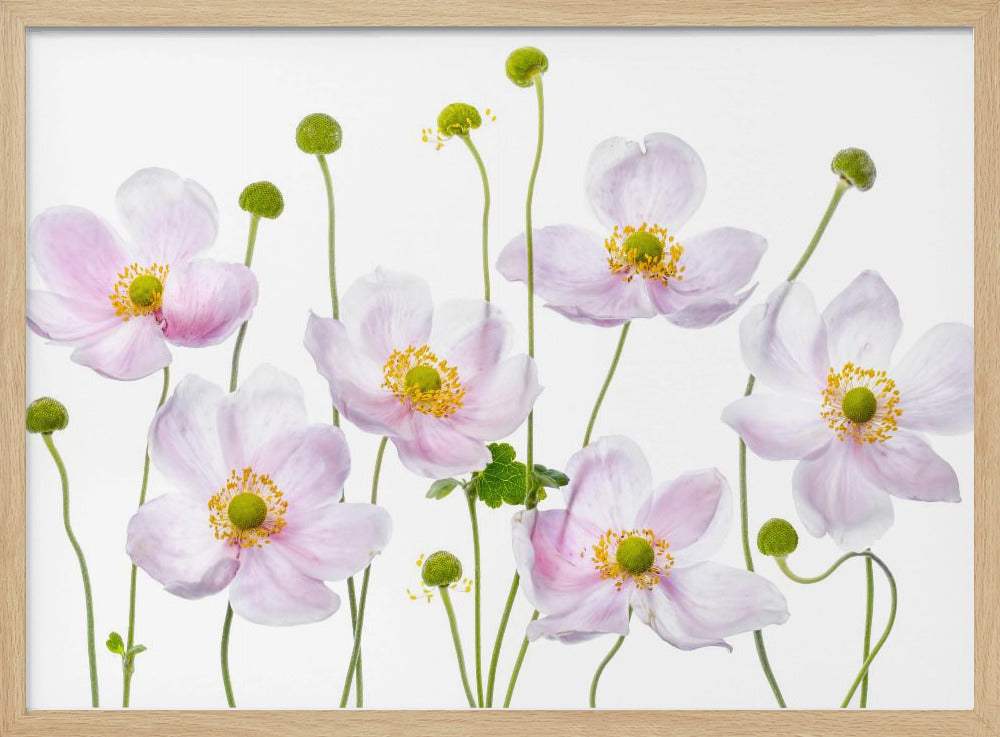 Japanse anemonen | Poster