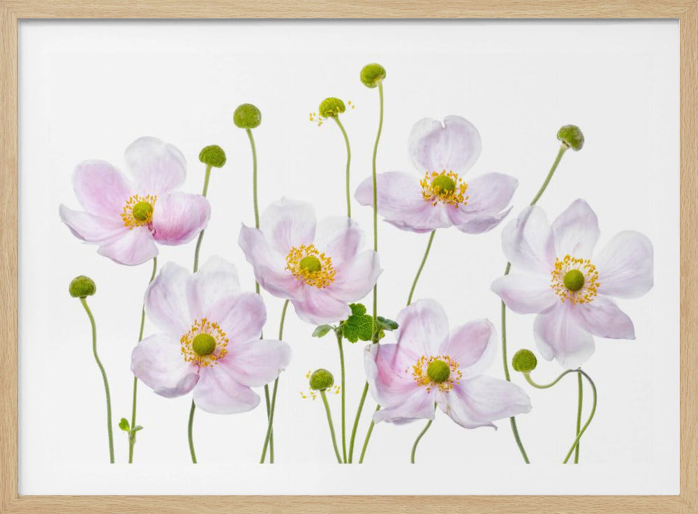 Japanse anemonen | Poster