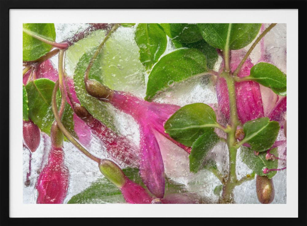Fuchsia bevriezing | Poster
