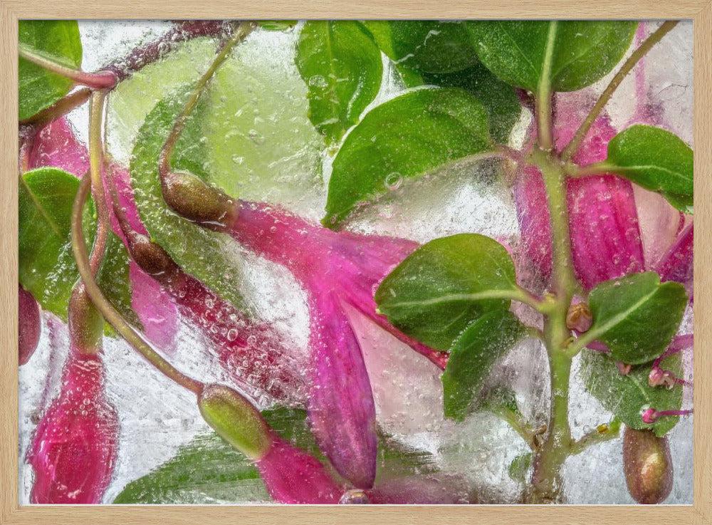 Fuchsia bevriezing | Poster