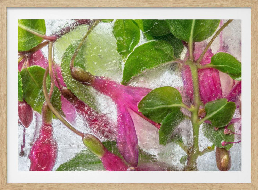 Fuchsia bevriezing | Poster
