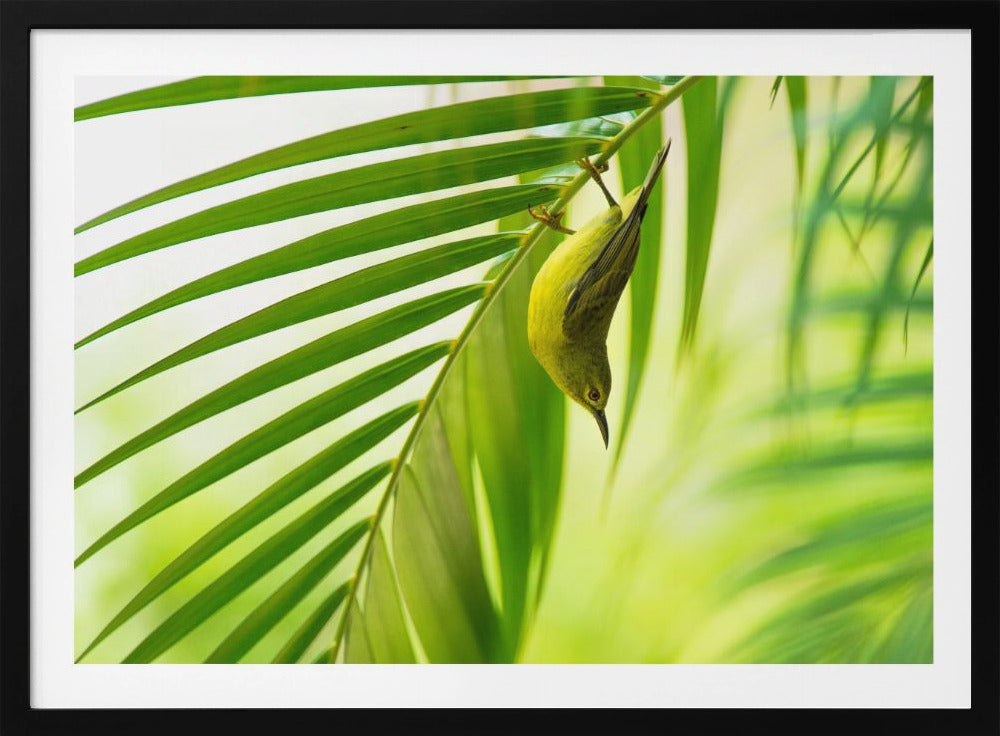 50 tinten groen | Poster