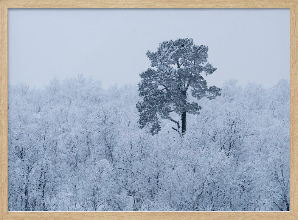 First snow | Poster
