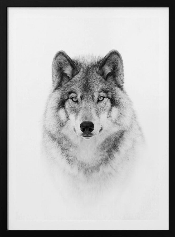 Portret van een boswolf | Poster