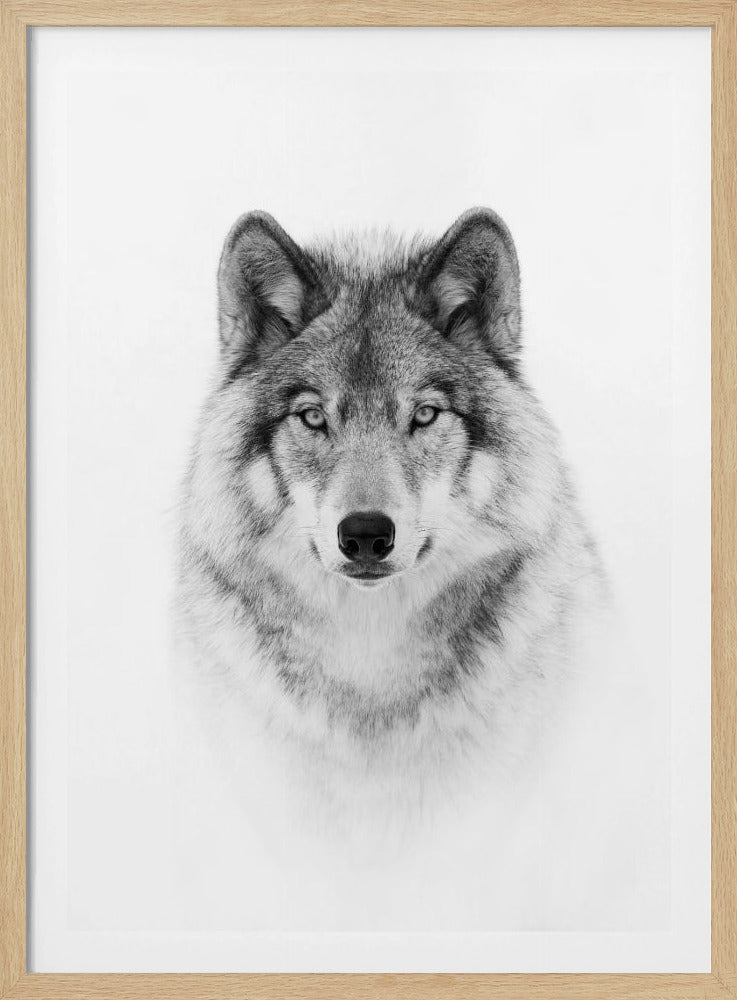 Portret van een boswolf | Poster
