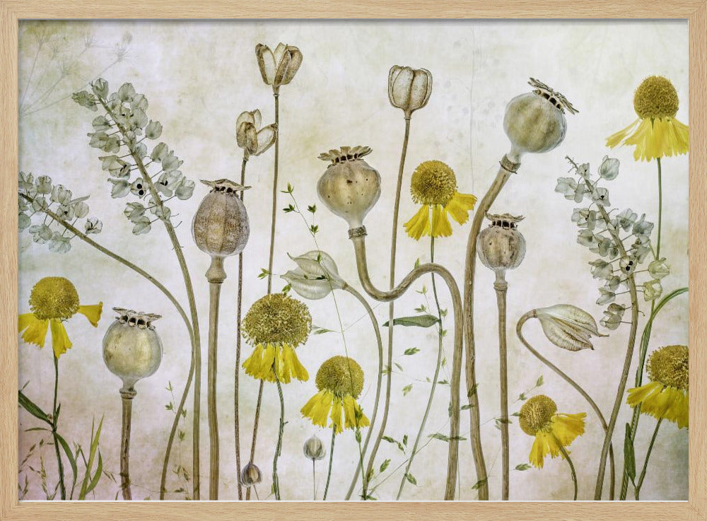 Klaprozen en Helenium | Poster