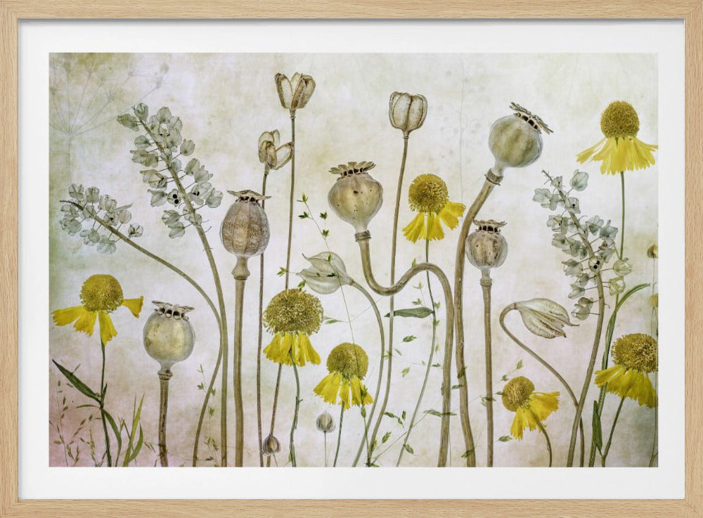 Klaprozen en Helenium | Poster