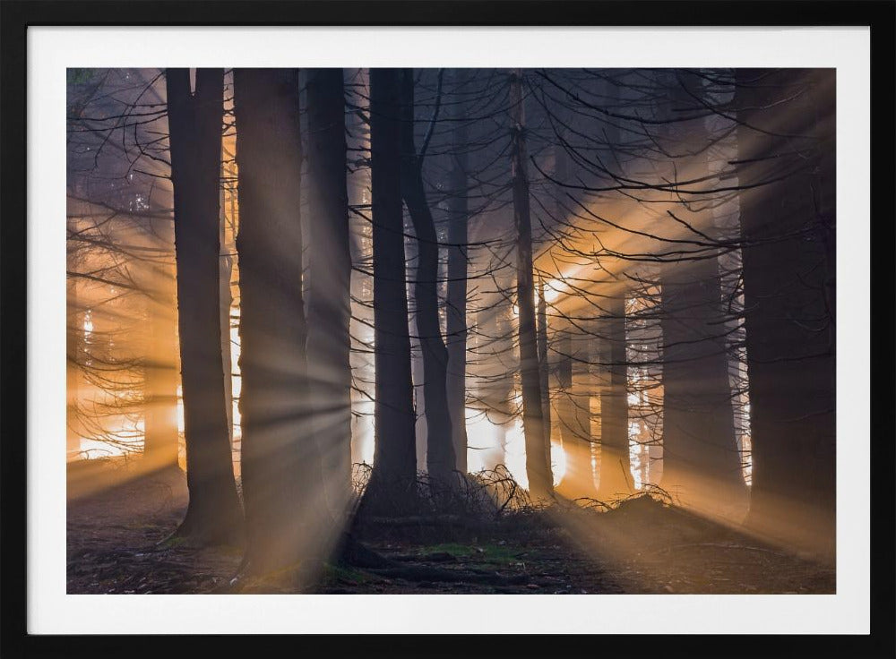 Forest | Poster