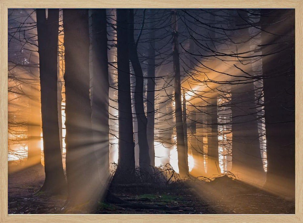 Forest | Poster
