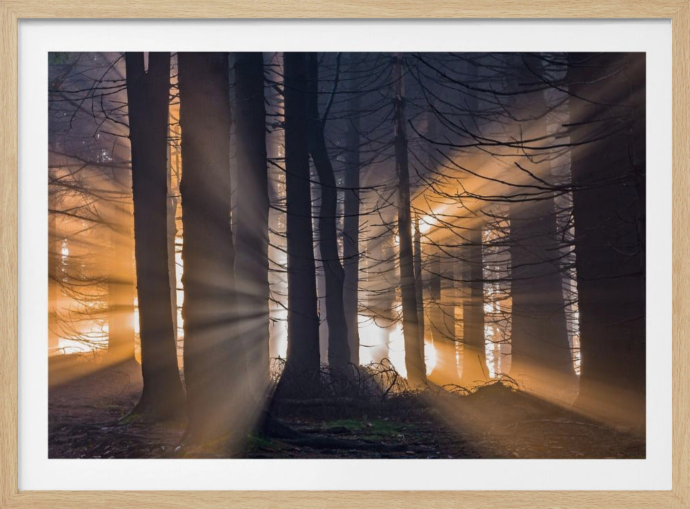 Forest | Poster