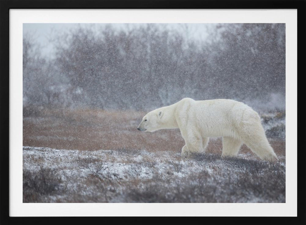Laat het sneeuwen! | Poster