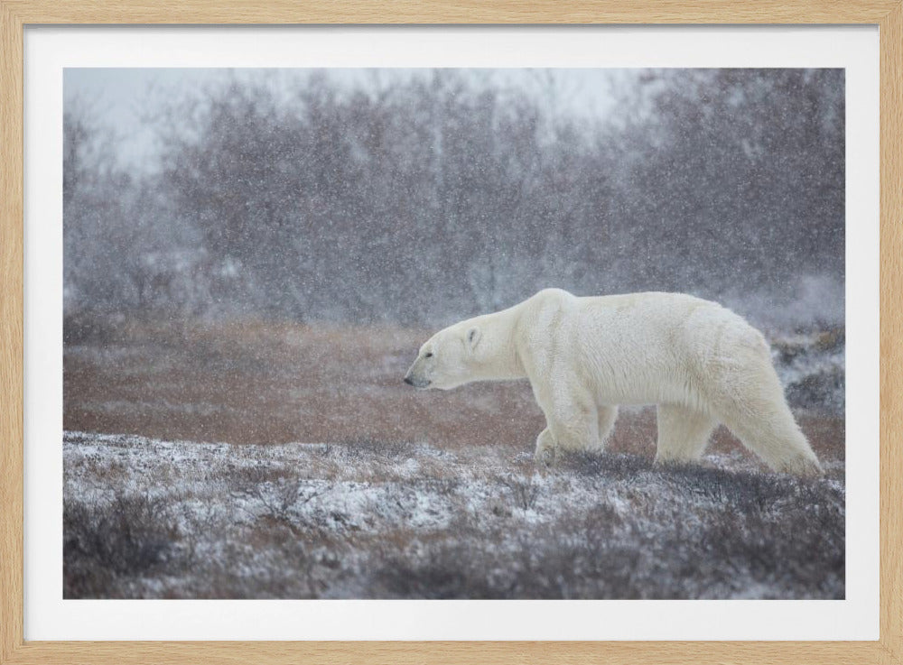 Laat het sneeuwen! | Poster
