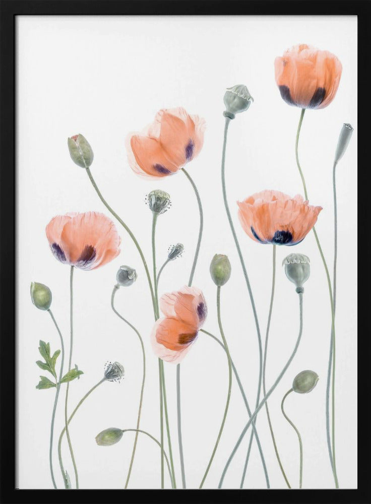 Poppies | Poster