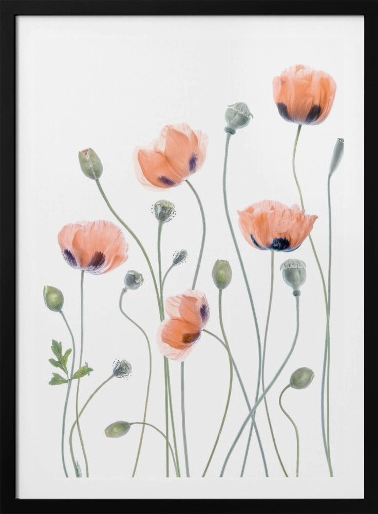 Poppies | Poster
