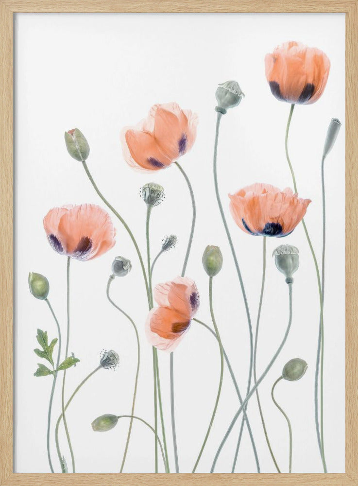 Poppies | Poster