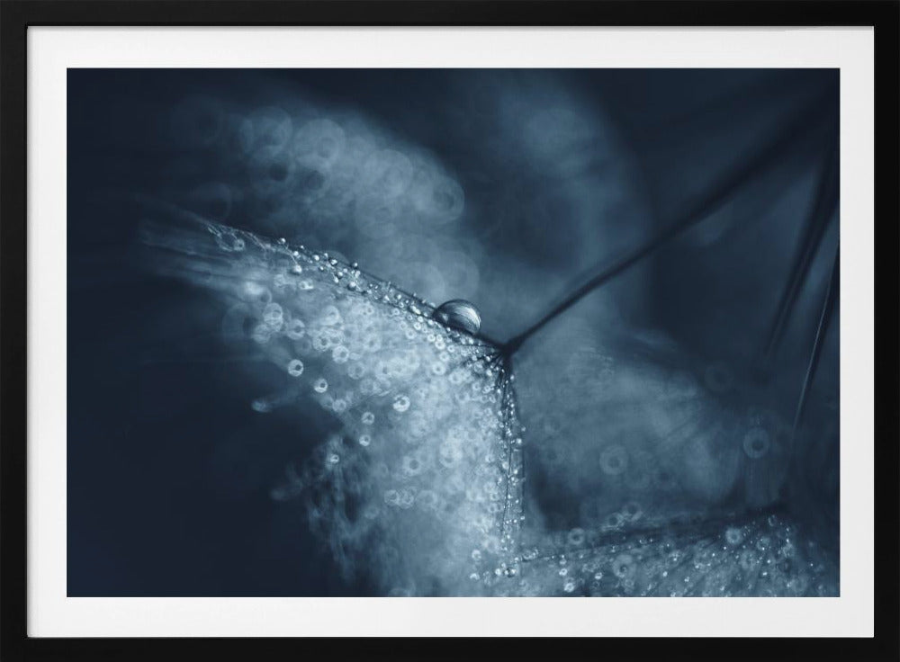 Blauwe paardenbloemen | Poster