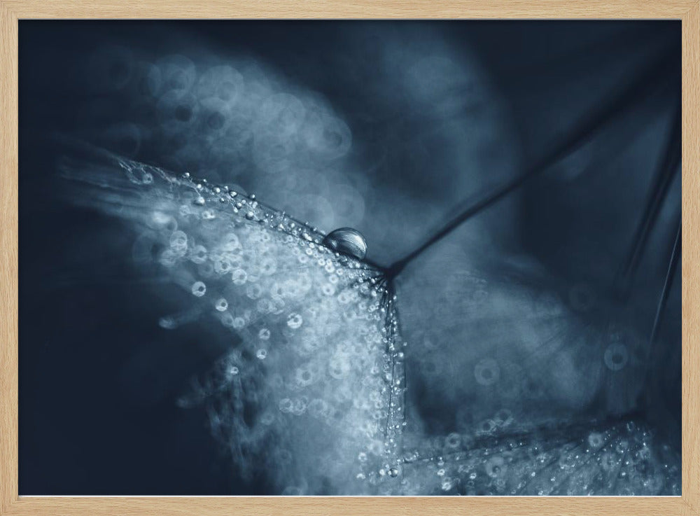 Blauwe paardenbloemen | Poster