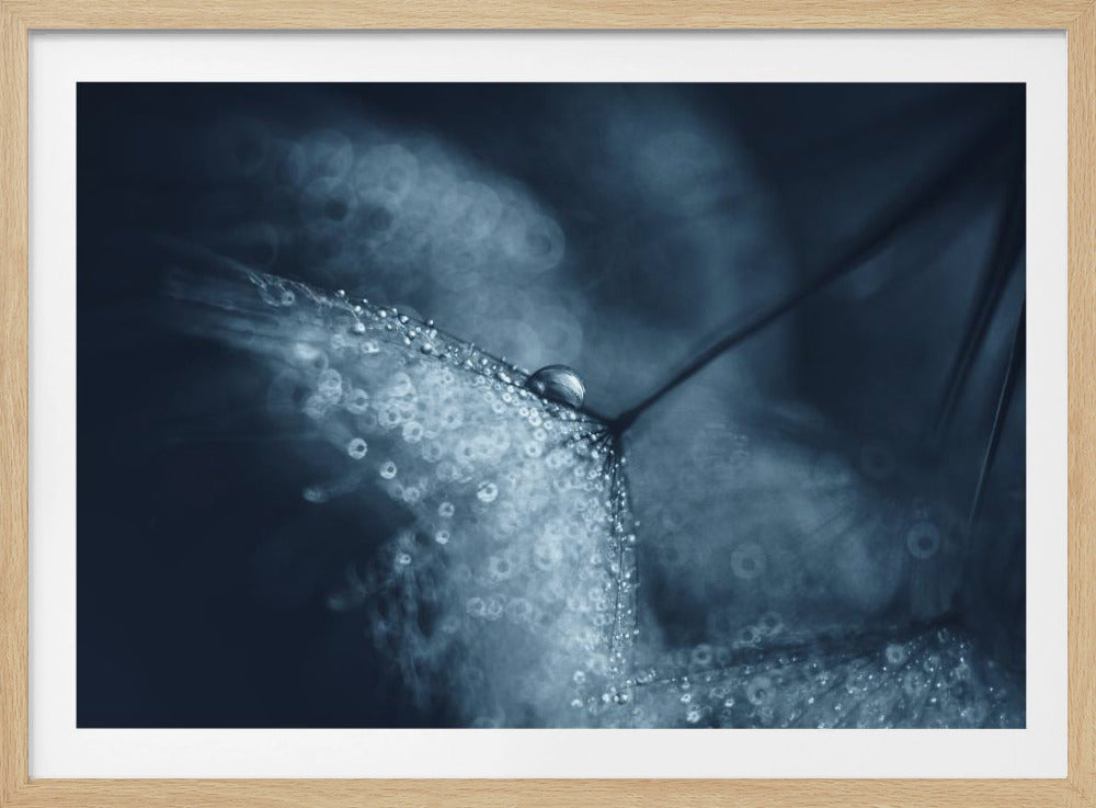Blauwe paardenbloemen | Poster