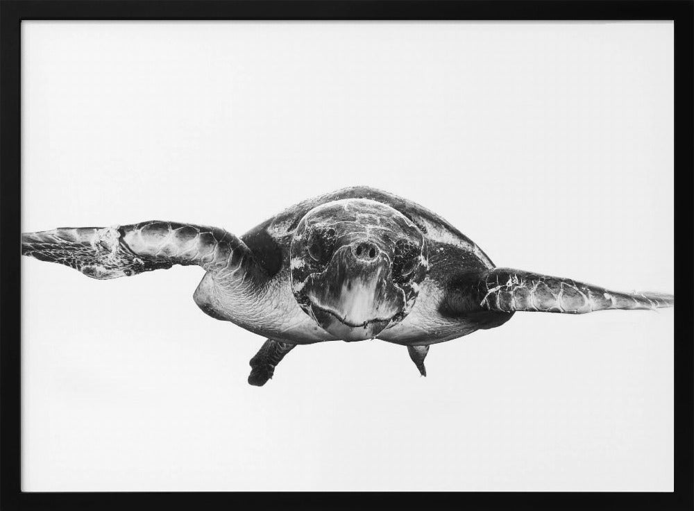 Wit en schildpad | Poster