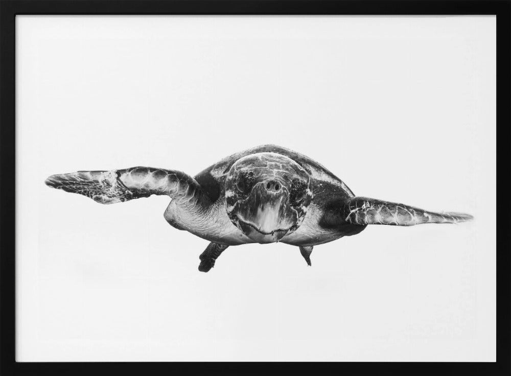 Wit en schildpad | Poster