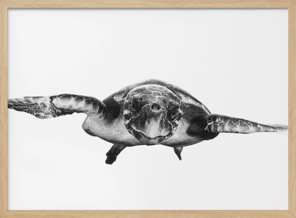 Wit en schildpad | Poster