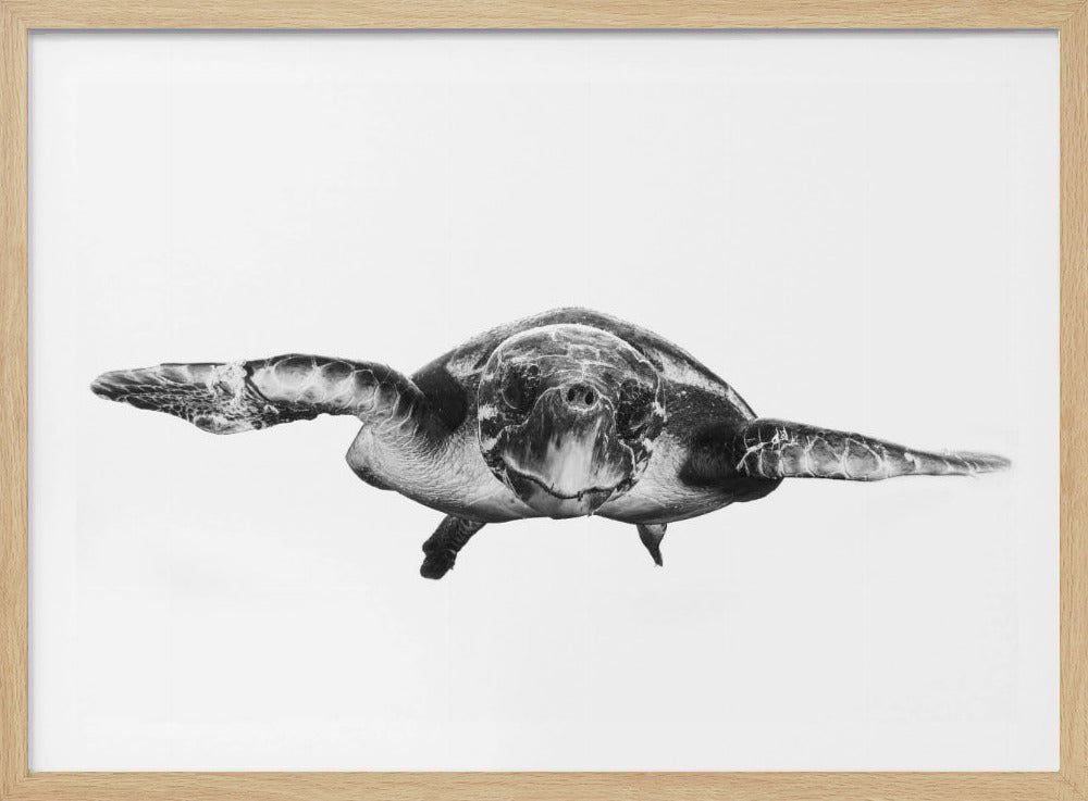 Wit en schildpad | Poster