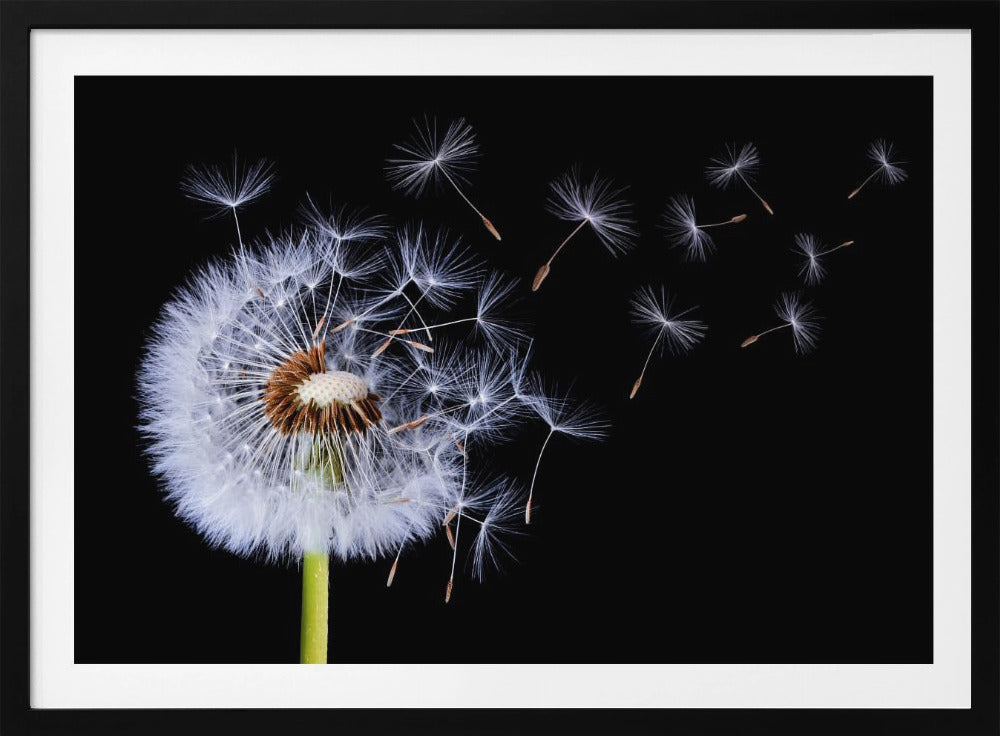 Paardenbloem waait | Poster