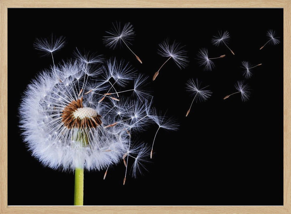 Paardenbloem waait | Poster
