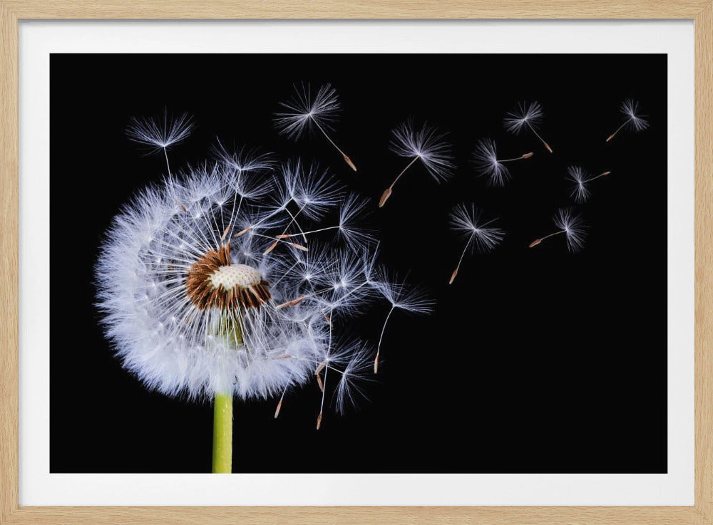 Paardenbloem waait | Poster