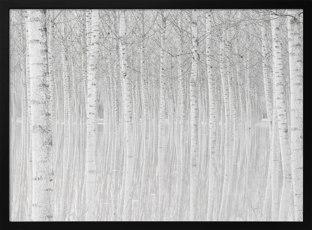Trees | Poster