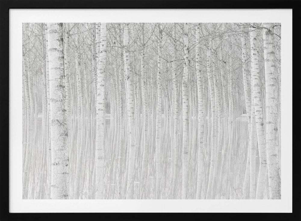 Trees | Poster