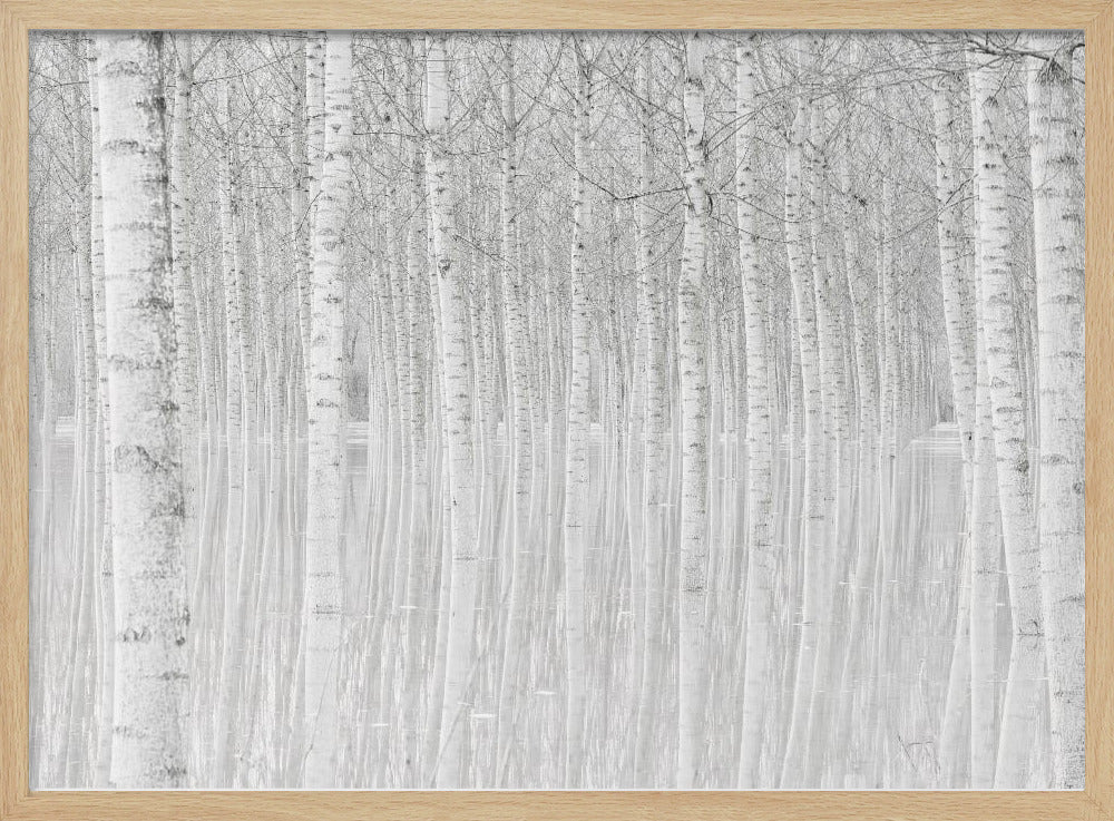 Trees | Poster