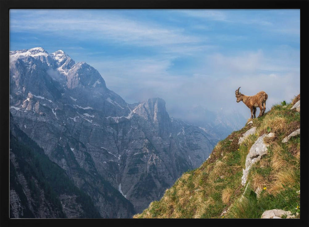 Alpensteenbok in de bergen | Poster