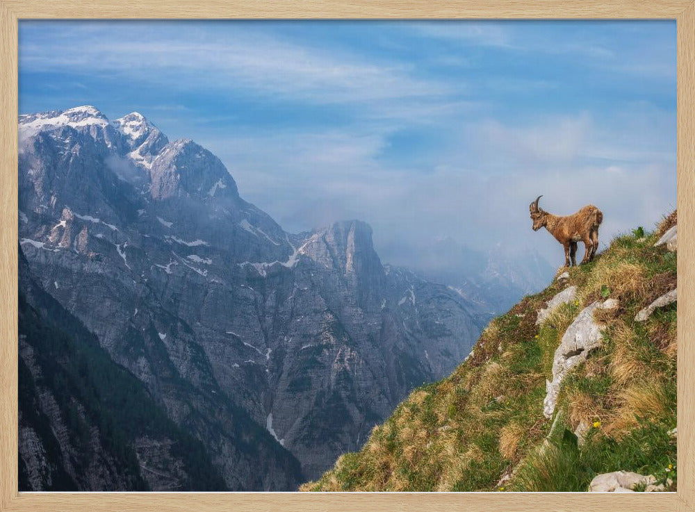 Alpensteenbok in de bergen | Poster