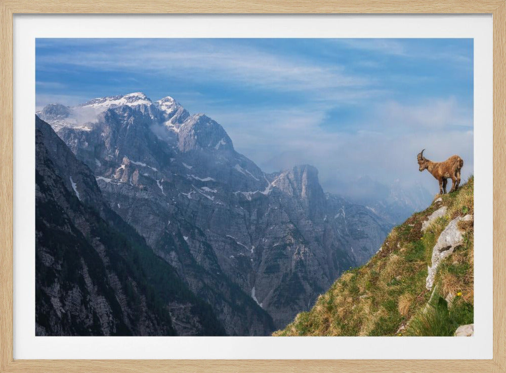 Alpensteenbok in de bergen | Poster