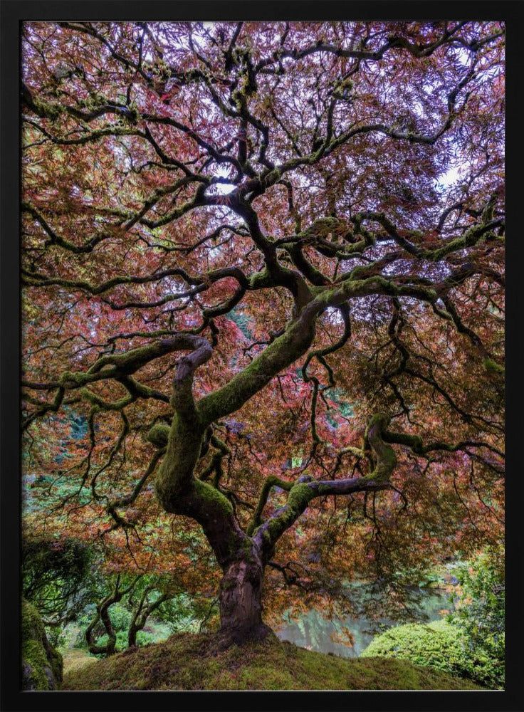 Japanse esdoorn | Poster
