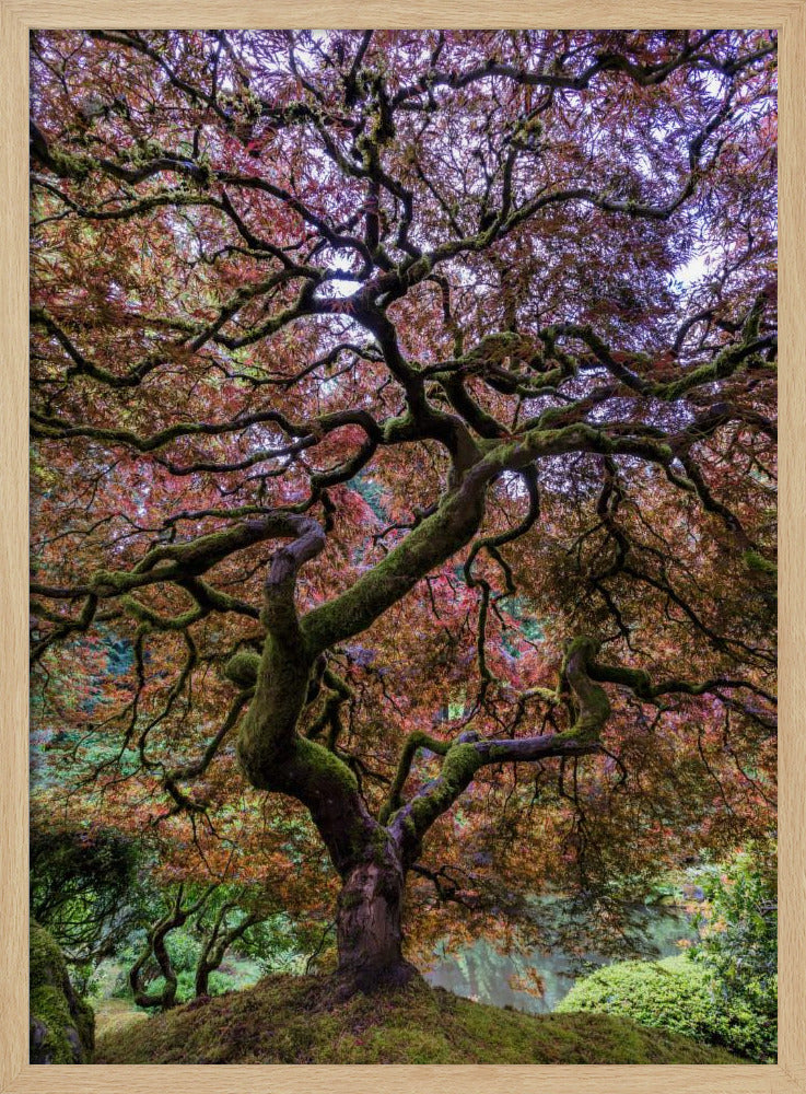 Japanse esdoorn | Poster
