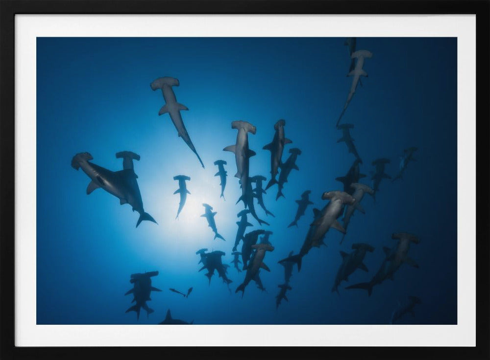 Hamerhaai - Onderwaterfotografie | Poster