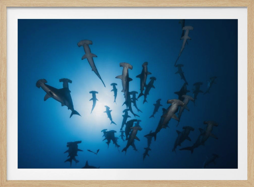 Hamerhaai - Onderwaterfotografie | Poster