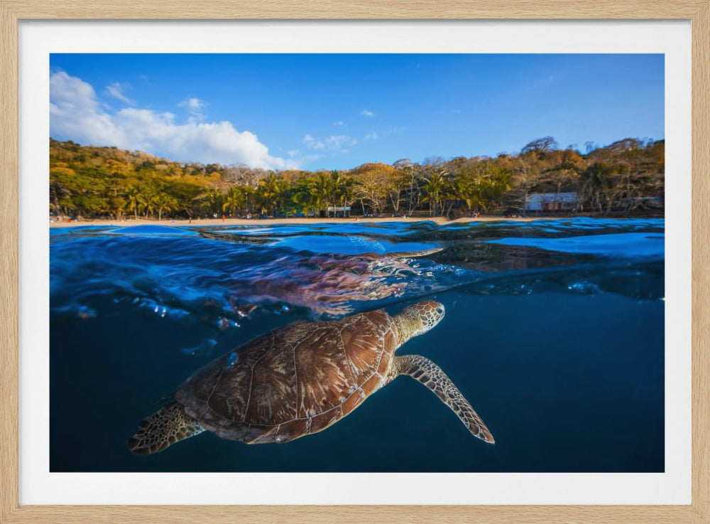 Groene schildpad - Zeeschildpad | Poster