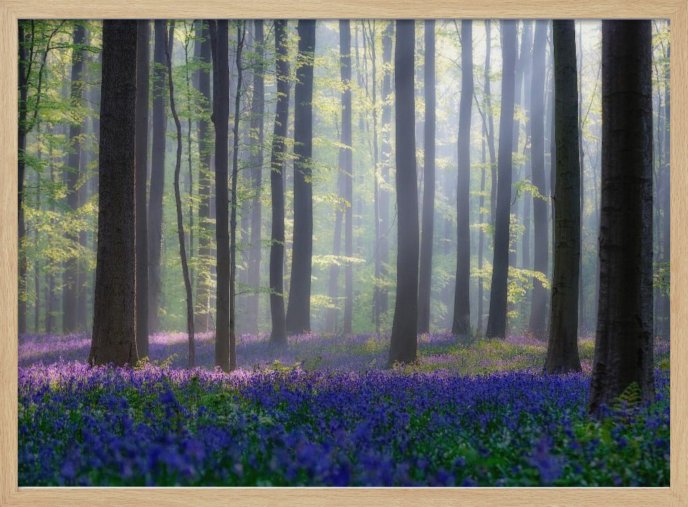 Blauwe klokjes | Poster
