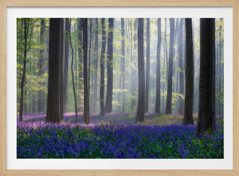 Blauwe klokjes | Poster