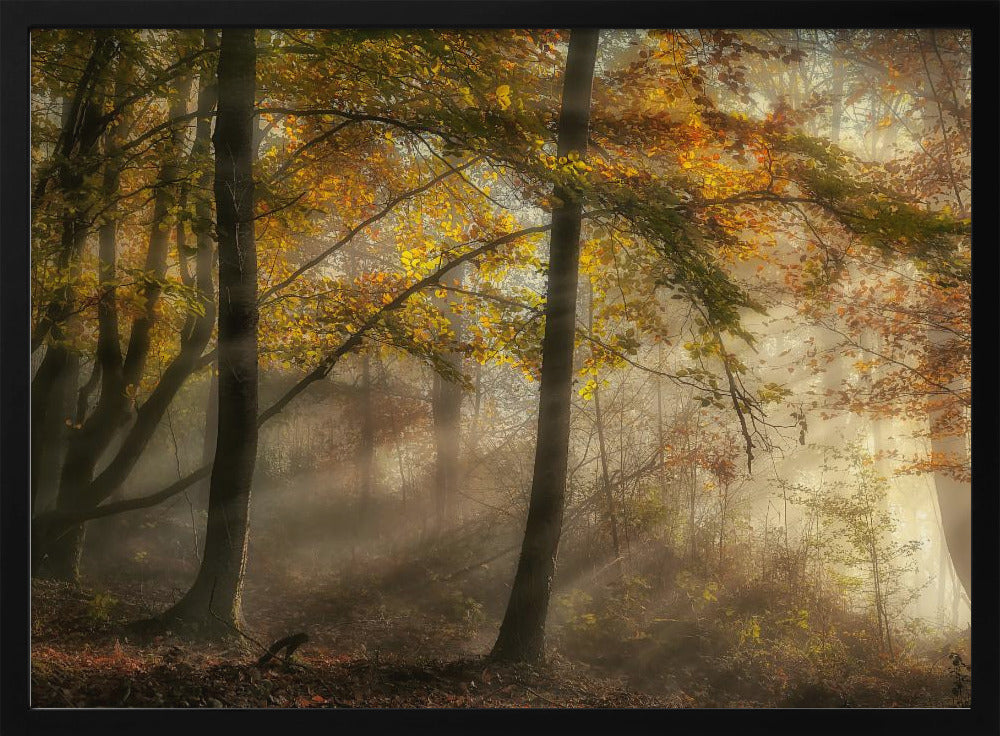 De lichten van het bos | Poster