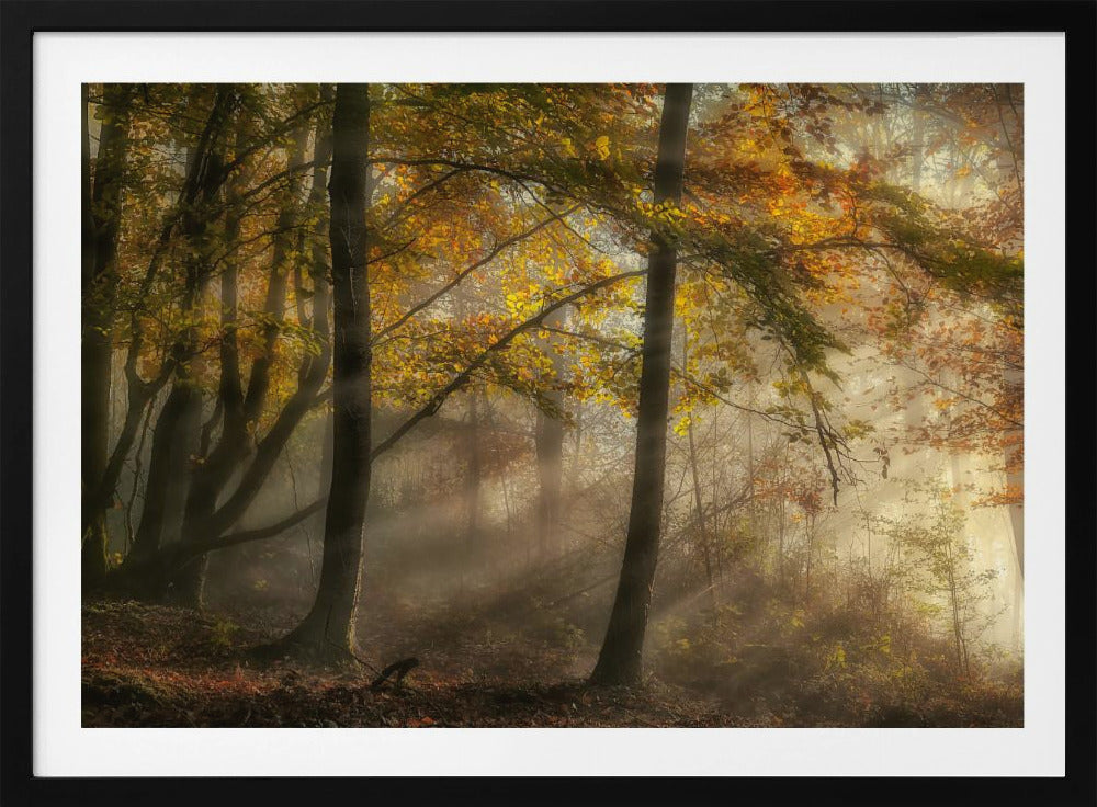 De lichten van het bos | Poster
