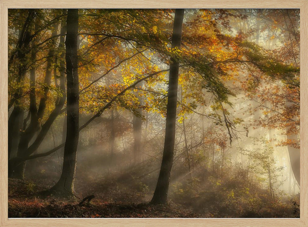 De lichten van het bos | Poster