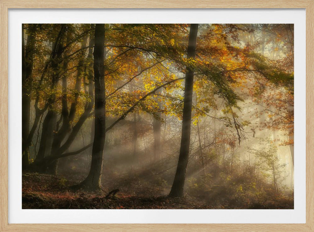 De lichten van het bos | Poster