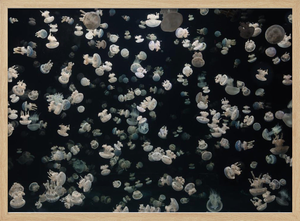 Just some Jellies | Poster