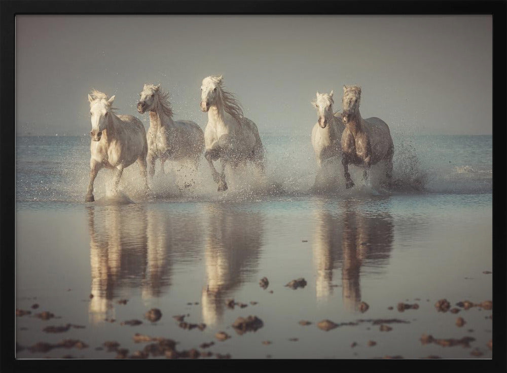 Camargue-paarden | Poster