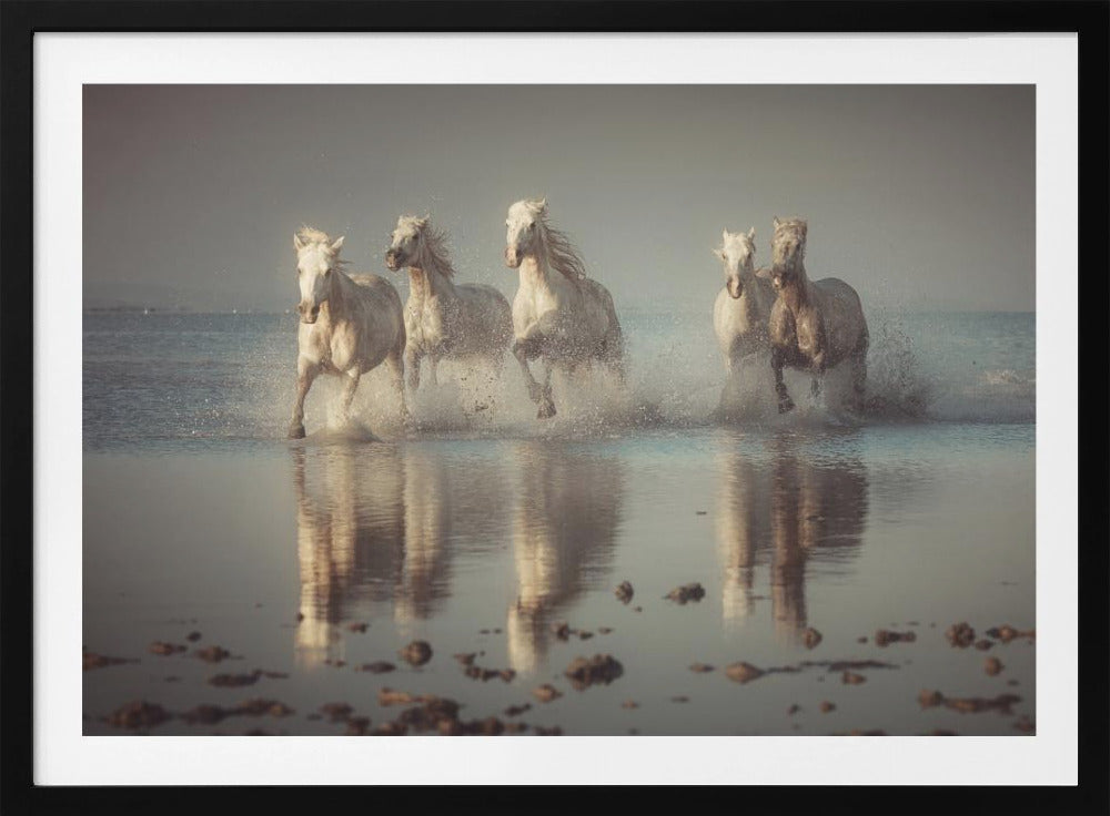 Camargue-paarden | Poster